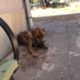 Rescuing Abandoned Poor Dog At street Corner |Animal Rescue TV