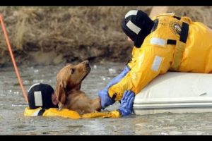 Rescuing Animals Compilation