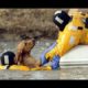 Rescuing Animals Compilation
