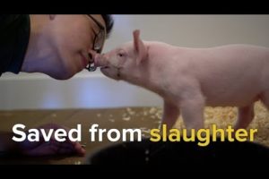 Rescuing Animals Moments From Slaughter