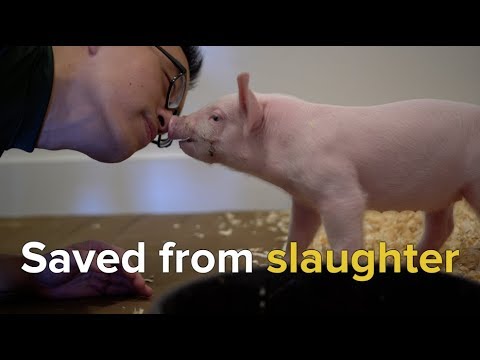 Rescuing Animals Moments From Slaughter