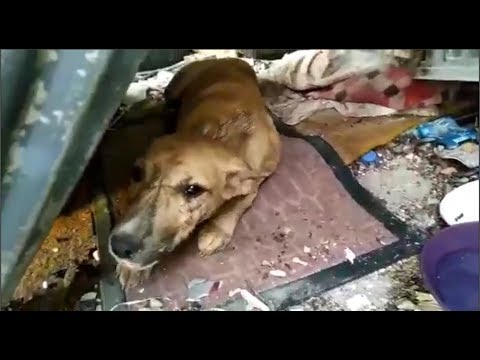 Rescuing Dog Hit by a Car When He went To Receive Distributed Food