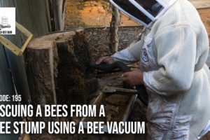 Rescuing a Bees from a Tree Stump using a Bee Vacuum - The bush Bee Man