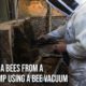 Rescuing a Bees from a Tree Stump using a Bee Vacuum - The bush Bee Man