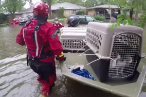Rescuing thousands of animals from disasters