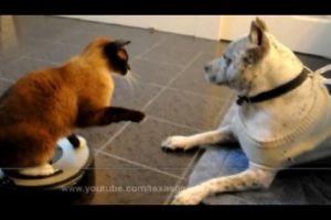 Roomba Cat swats Dog pit bull Sharky. Max-Arthur on iRobot Roomba Vacuum. Cat vs Dog. HelensPets.com