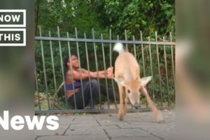 Runner Saves Deer Stuck in Fence Twice | NowThis