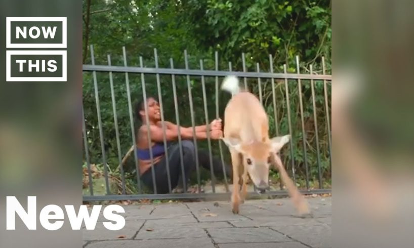 Runner Saves Deer Stuck in Fence Twice | NowThis
