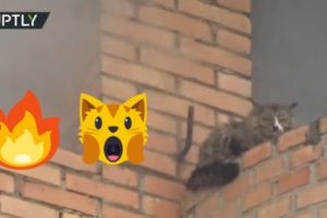 Russian firefighters rescued a cat from apartment building engulfed in flames