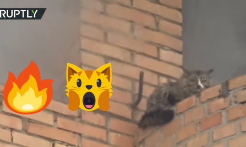 Russian firefighters rescued a cat from apartment building engulfed in flames