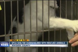 SPCA of Niagara County Overwhelmed with rescued animals