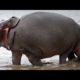 SUPER HARD luaugh CHALLENGE that everyone FAILS - FUNNY WILD ANIMALS compilation