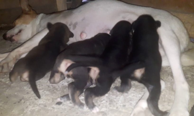 Sakura give birth to four cute puppies #FLS #misterjackbts