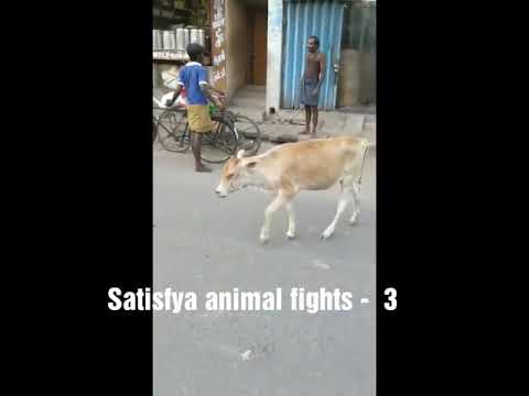 Satisfya animal fights - 3