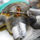 Sea Turtle Survives Boat Propeller To The Face