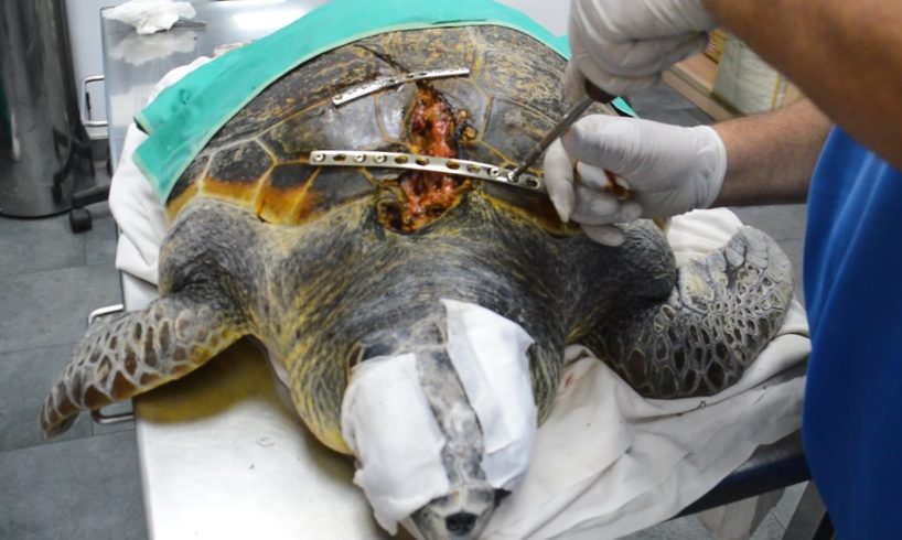 Sea Turtle Survives Boat Propeller To The Face