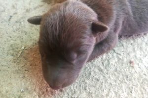 Seven Newborn CUTE PUPPIES!! - 3 Days Old 超治愈! 出生3天的狗狗
