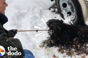 Severely Matted Dog Gets Rescued from a Blizzard  | The Dodo