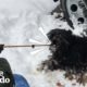 Severely Matted Dog Gets Rescued from a Blizzard  | The Dodo