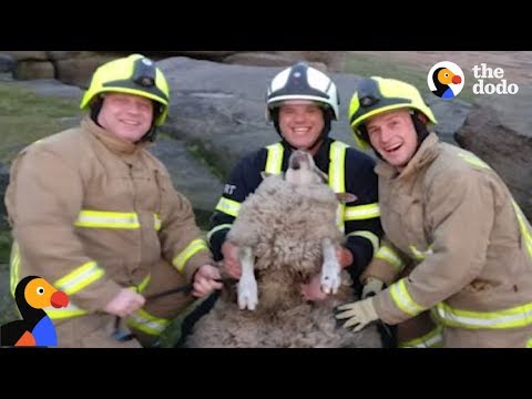 Sheep Rescued From Very Tight Spot | The Dodo