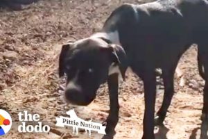 Skittish Pittie Dumped in Orchard is Finally Caught by Rescuers | The Dodo Pittie Nation