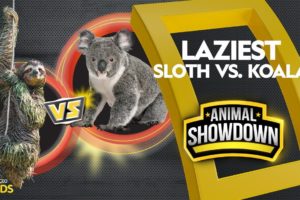 Sloth vs. Koala: Battle for the Laziest | Animal Showdown