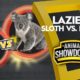 Sloth vs. Koala: Battle for the Laziest | Animal Showdown