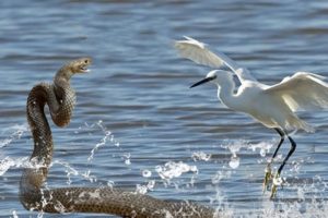 Snake Attack  Stork - Big Battle -  Amazing Moments Of Wild Animal Fights