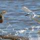 Snake Attack  Stork - Big Battle -  Amazing Moments Of Wild Animal Fights