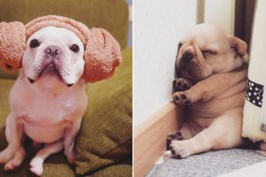 So Cute Bulldog Puppies - Cutest French Bulldog compilations | Funny Cute Animals 2019