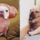 So Cute Bulldog Puppies - Cutest French Bulldog compilations | Funny Cute Animals 2019