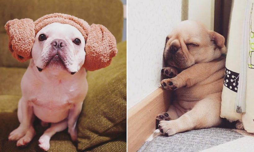 So Cute Bulldog Puppies - Cutest French Bulldog compilations | Funny Cute Animals 2019