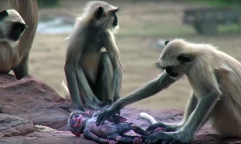 Spy Monkey Mistaken for Dead Baby and Mourned by Troop | BBC Earth