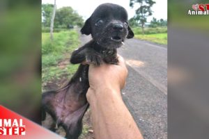 Starving Stray Puppy Ignored From Everyone Finally Is Getting Rescued