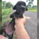 Starving Stray Puppy Ignored From Everyone Finally Is Getting Rescued