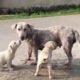 Street Dog And Her Cute Puppies (True Story)