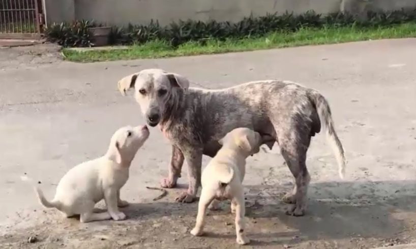 Street Dog And Her Cute Puppies (True Story)