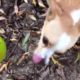 Sunday Fun With The Cutest Dogs Ever - ♥Cute Puppies Doing Funny Things 2019♥