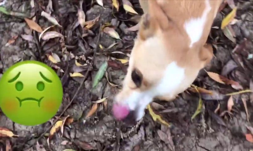 Sunday Fun With The Cutest Dogs Ever - ♥Cute Puppies Doing Funny Things 2019♥