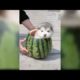Super Cute Puppies In The World   Cute Baby Animals Videos 2019  Funniest Puppy In The World