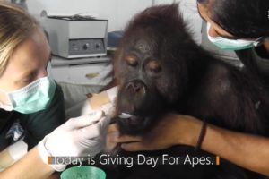 TODAY IS GIVING DAY FOR APES!