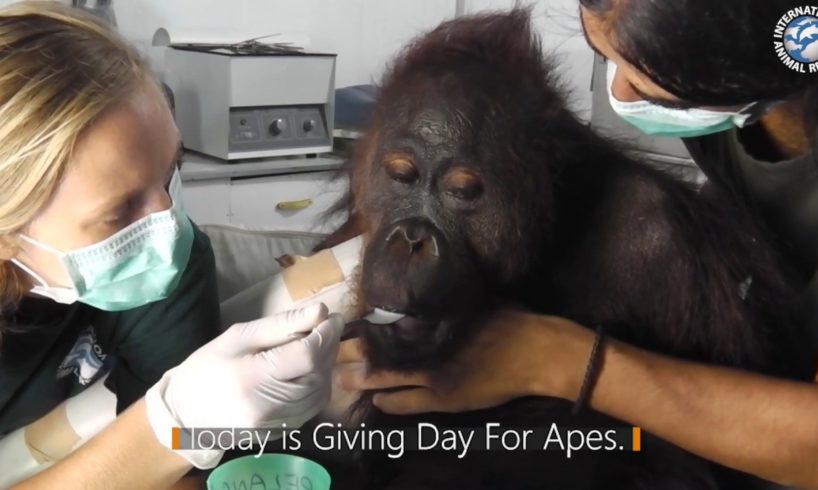 TODAY IS GIVING DAY FOR APES!