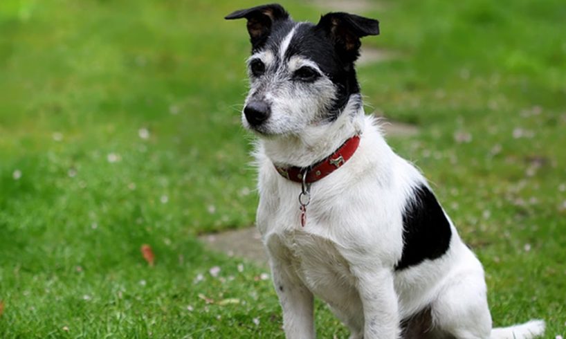 TOP 10 CUTE PUPPIES PLAY COMPILATIONS ! PUPPY VIDEOS ! THE DOG HOUSE !