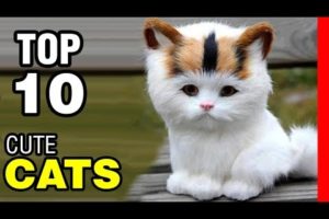 TOP 10 CUTEST CAT BREEDS