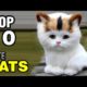 TOP 10 CUTEST CAT BREEDS