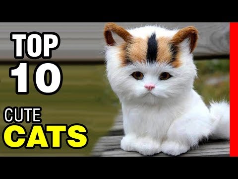 TOP 10 CUTEST CAT BREEDS