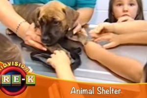 Take a Field Trip to an Animal Shelter | KidVision Pre-K