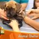 Take a Field Trip to an Animal Shelter | KidVision Pre-K