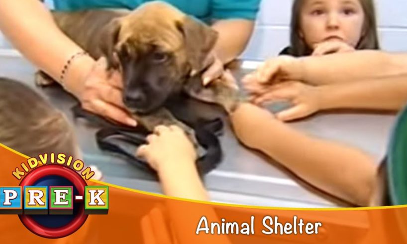 Take a Field Trip to an Animal Shelter | KidVision Pre-K