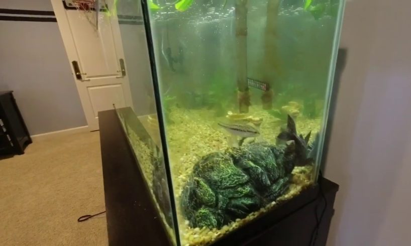 Tank update + cute puppies